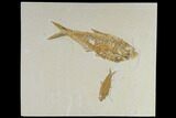 Diplomystus Fossil Fish With Knightia - Wyoming #119472-1